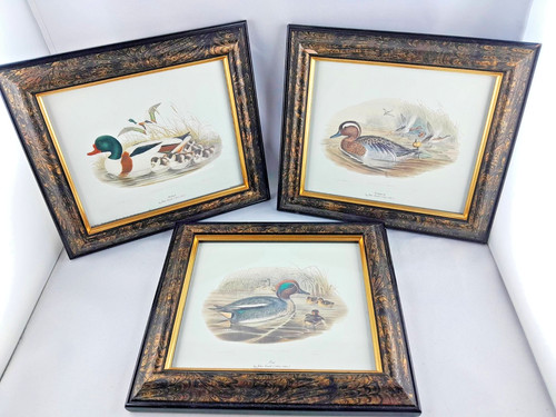 Bilder modern enten - bilder,