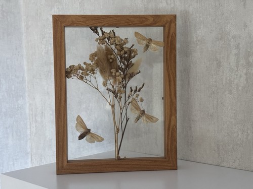 Drei rhizedra lutosa mit - lutosa,