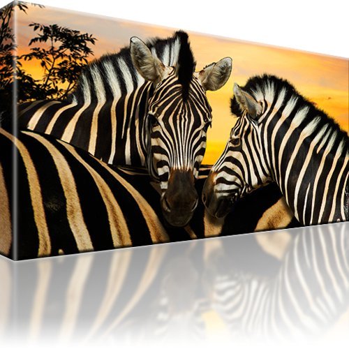 Zebra afrika tiere bild - zebra, auf