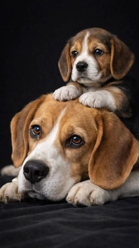 Beagle bilder weißen - 5,
