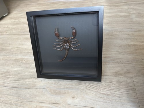 Skorpion tier präperat unikat - präperat,